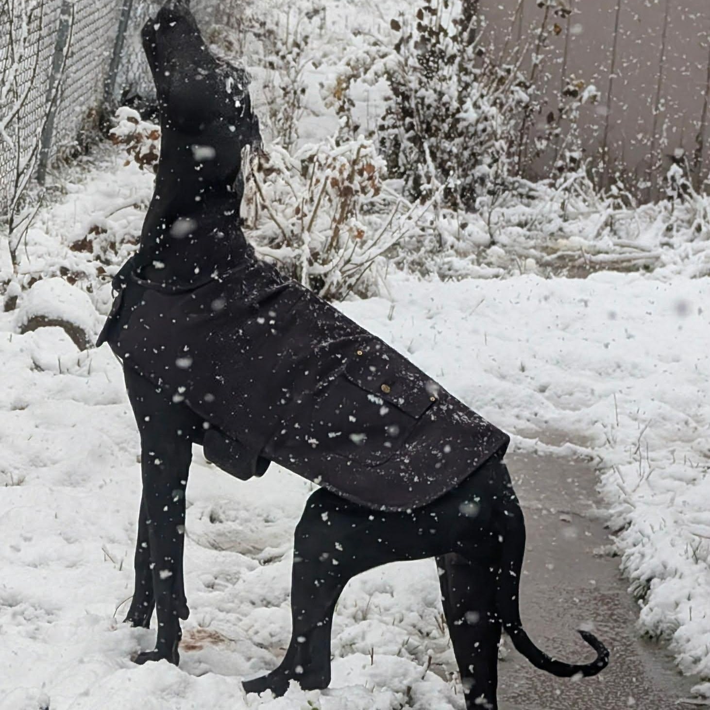 Enlarge Bellemont, a Adoptable Great Dane in Mesa, AZ image 2/6