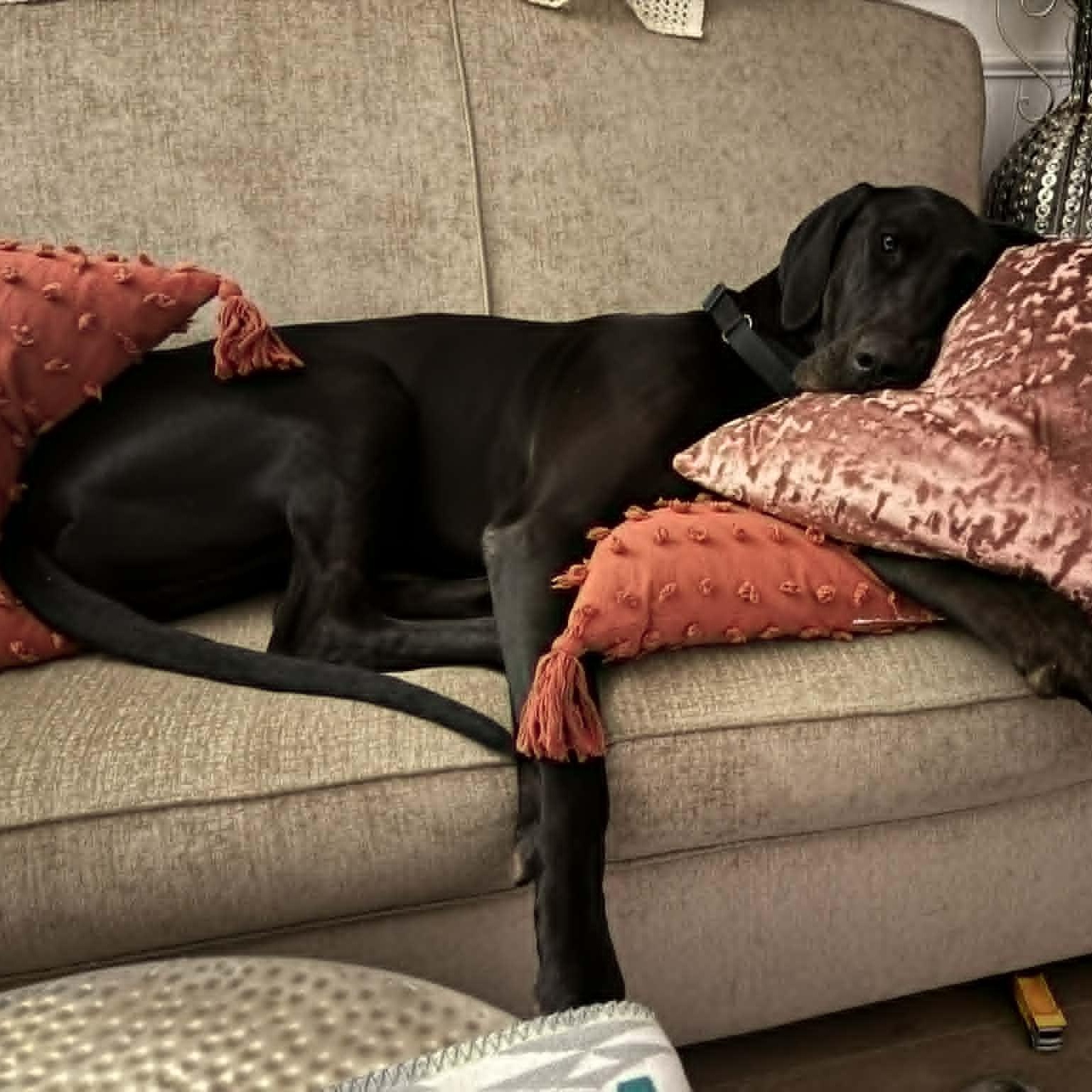 Enlarge Bellemont, a Adoptable Great Dane in Mesa, AZ image 3/6