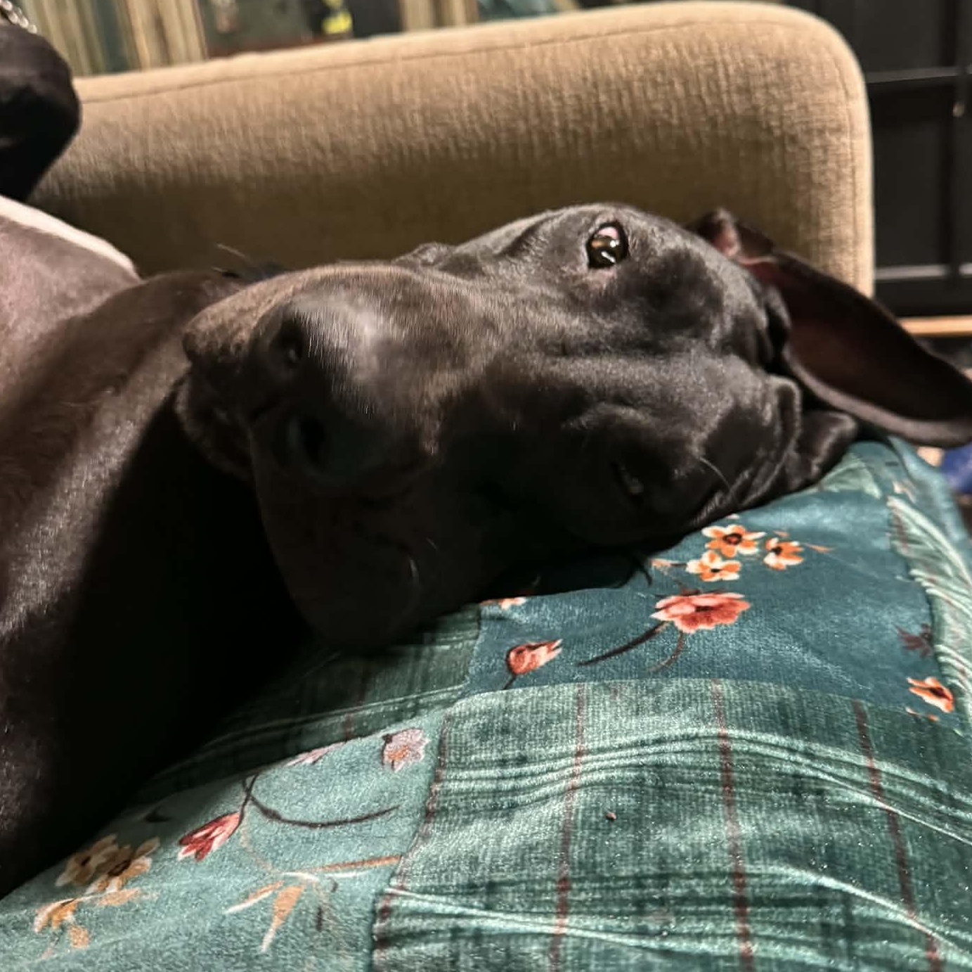 Enlarge Bellemont, a Adoptable Great Dane in Mesa, AZ image 4/6