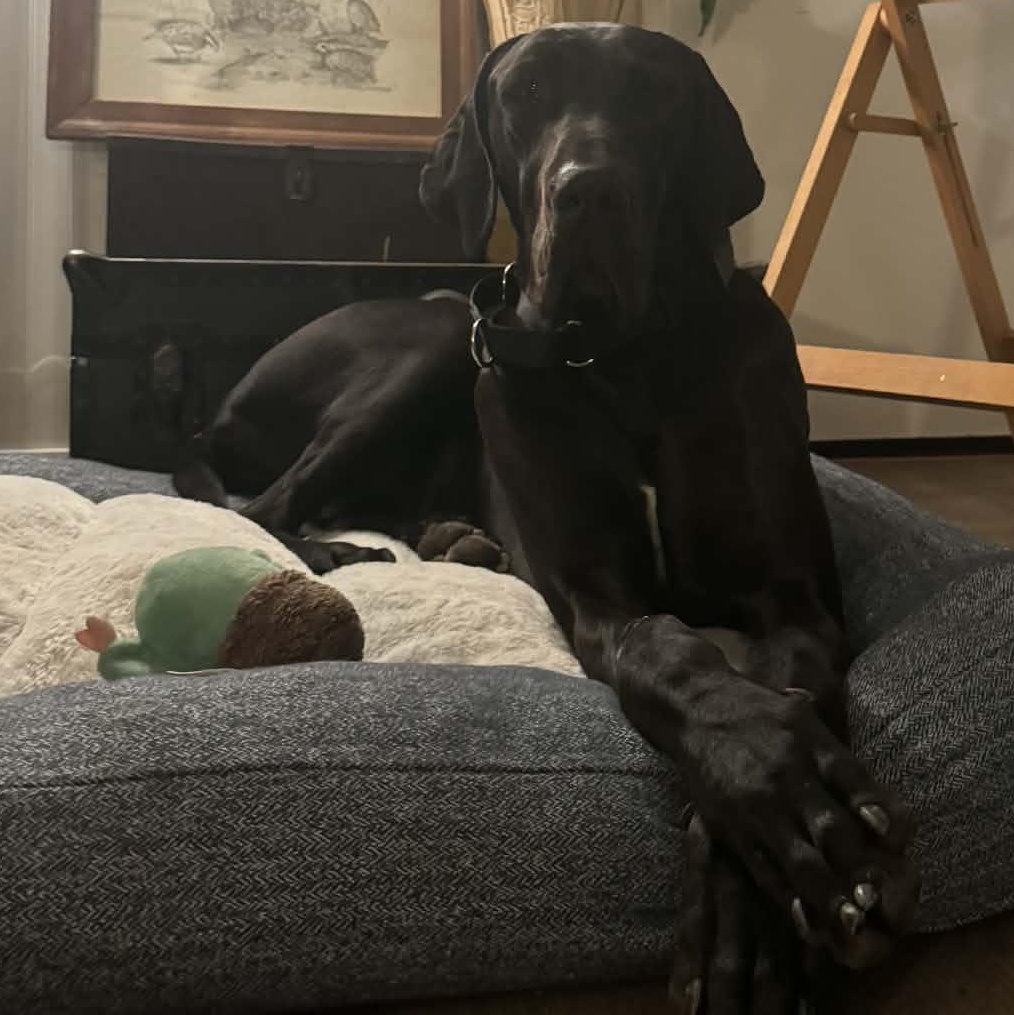 Enlarge Bellemont, a Adoptable Great Dane in Mesa, AZ image 5/6