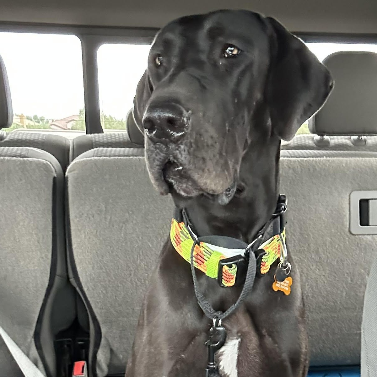 Enlarge Bellemont, a Adoptable Great Dane in Mesa, AZ image 6/6