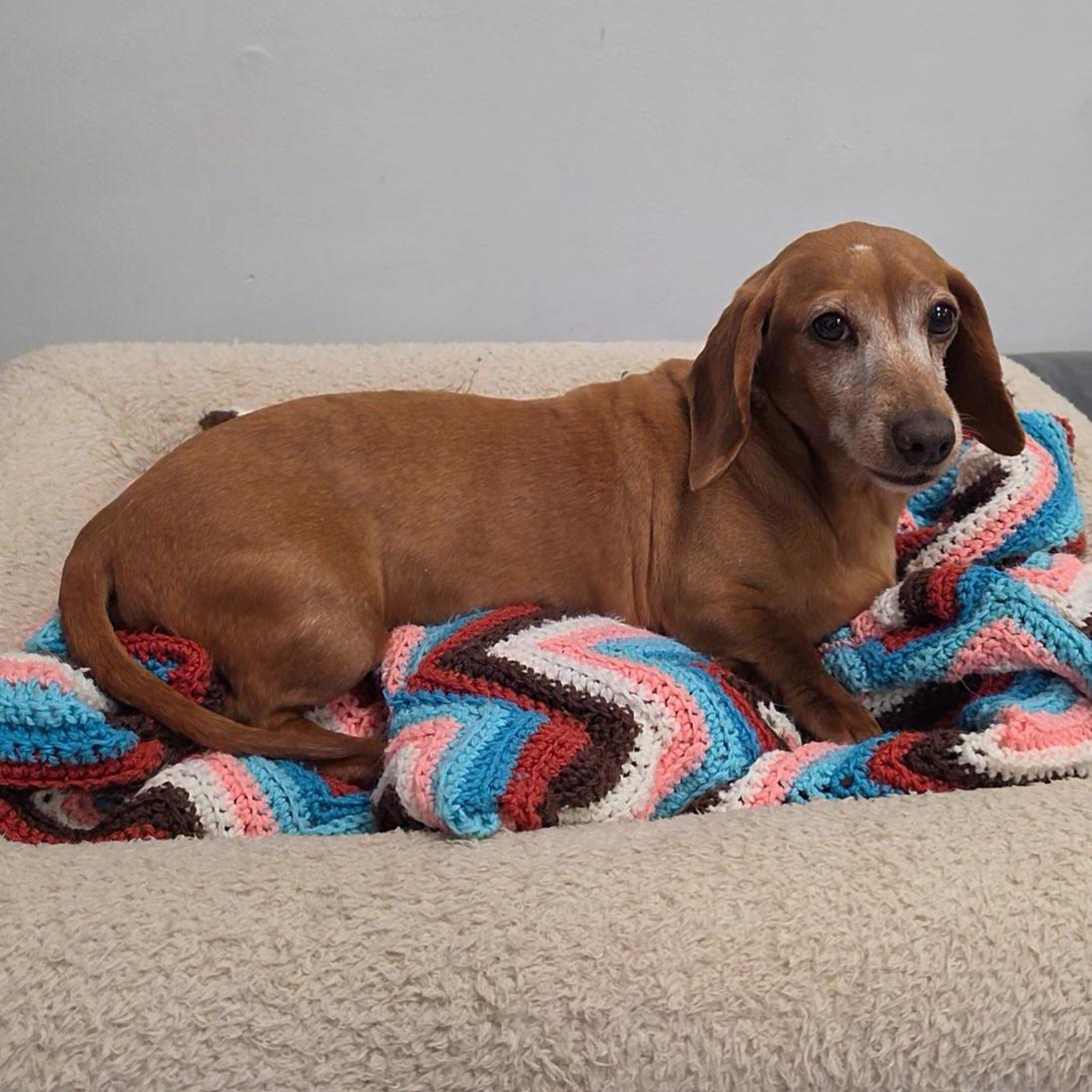 Enlarge Dot, an adopted Dachshund in LaGrange, IN image 4/6