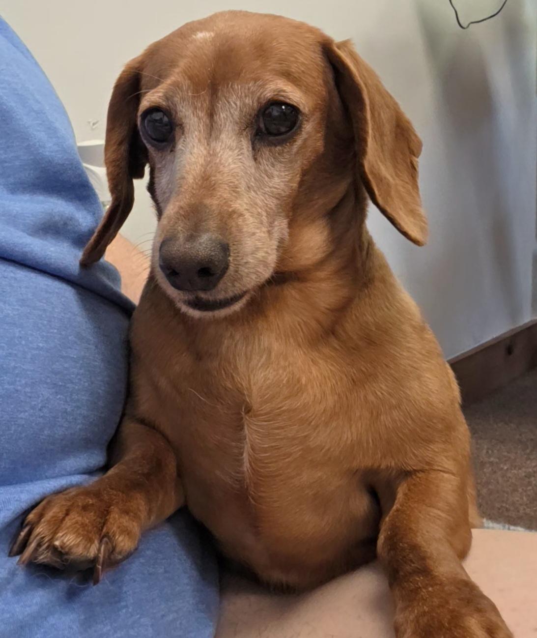 Enlarge Dot, an adopted Dachshund in LaGrange, IN image 2/6