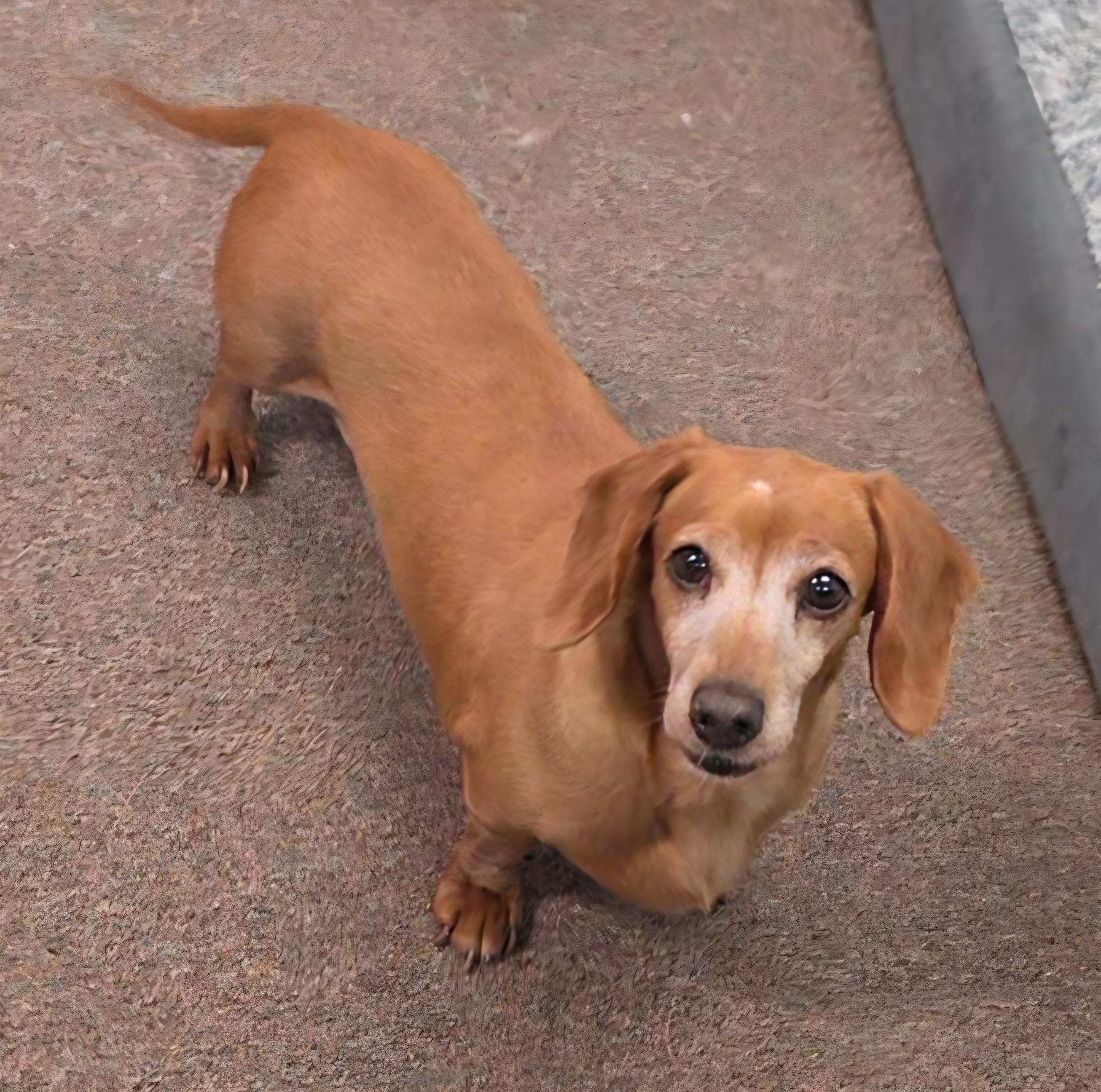 Enlarge Dot, an adopted Dachshund in LaGrange, IN image 1/6