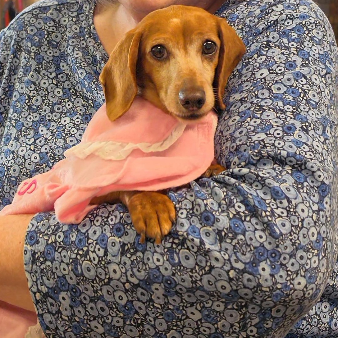 Enlarge Dot, an adopted Dachshund in LaGrange, IN image 5/6