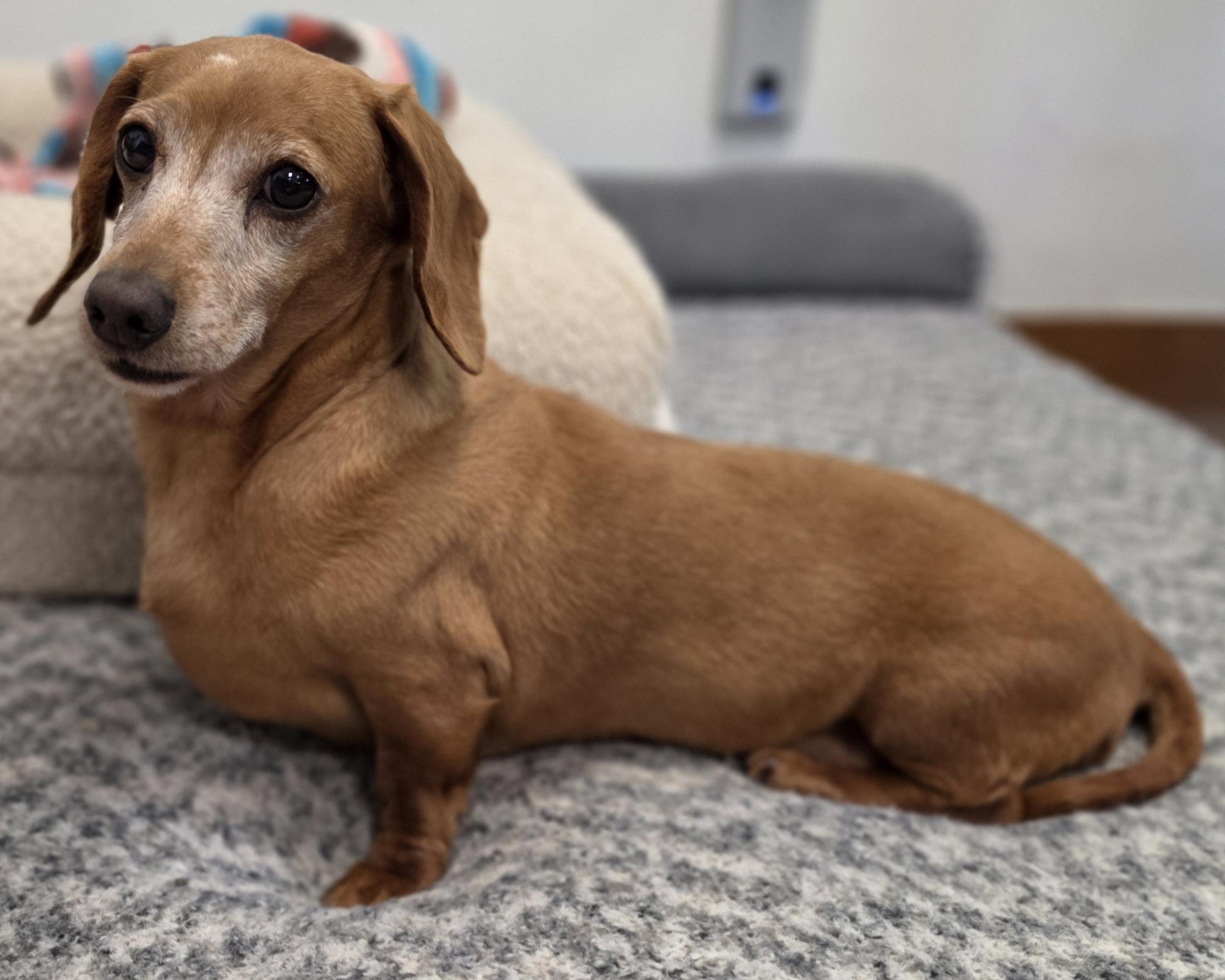 Enlarge Dot, an adopted Dachshund in LaGrange, IN image 3/6