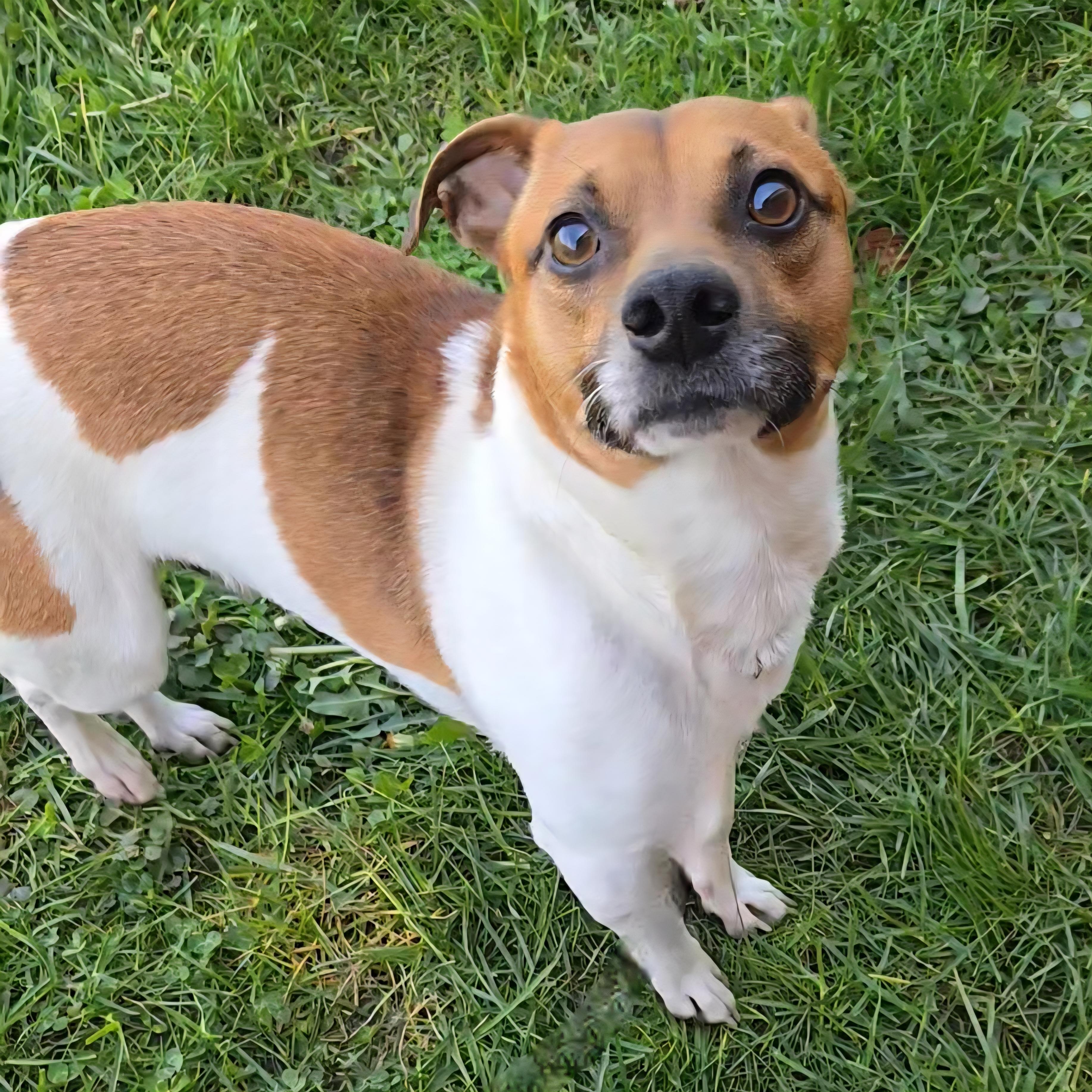 Cricket, an adopted mixed breed in Normal, IL image 3/3