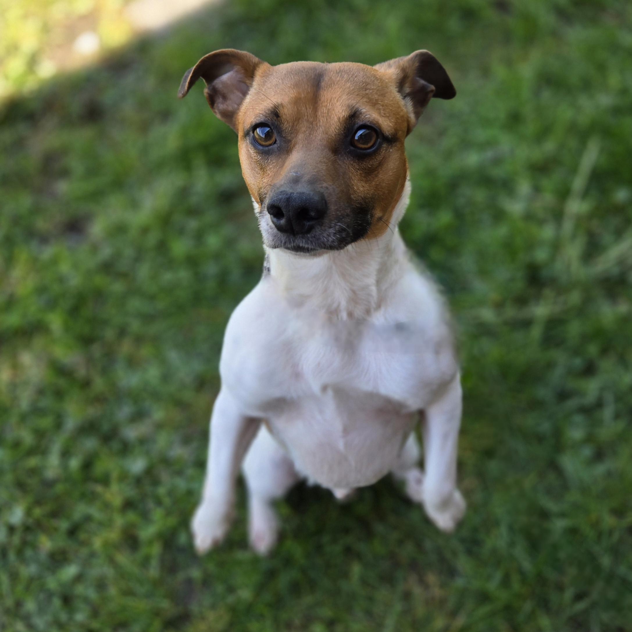 Cricket, an adopted mixed breed in Normal, IL image 2/3