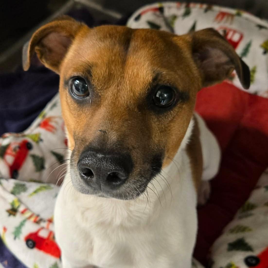 Cricket, an adopted mixed breed in Normal, IL image 1/3