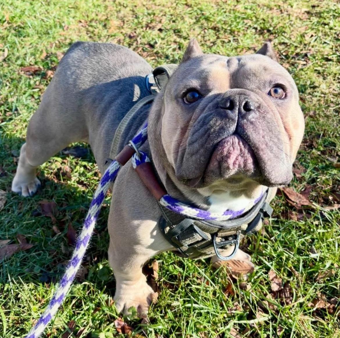 Enlarge Stumpy, an adoptable mixed breed in Colmar, PA image 2/6