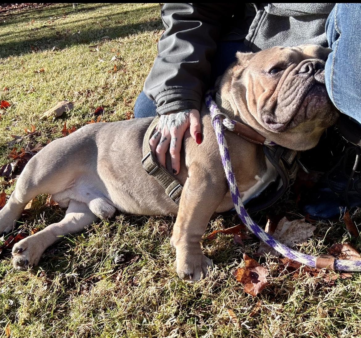 Enlarge Stumpy, a ADOPTABLE mixed breed in Colmar, PA image 4/6