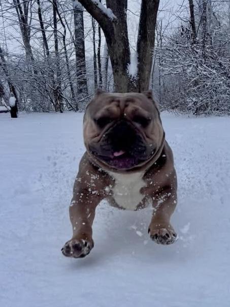 Stumpy, ADOPTABLE, Adult Male Bulldog & American Bulldog.