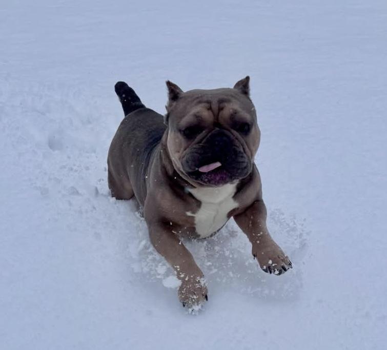 Enlarge Stumpy, a ADOPTABLE mixed breed in Colmar, PA image 3/6