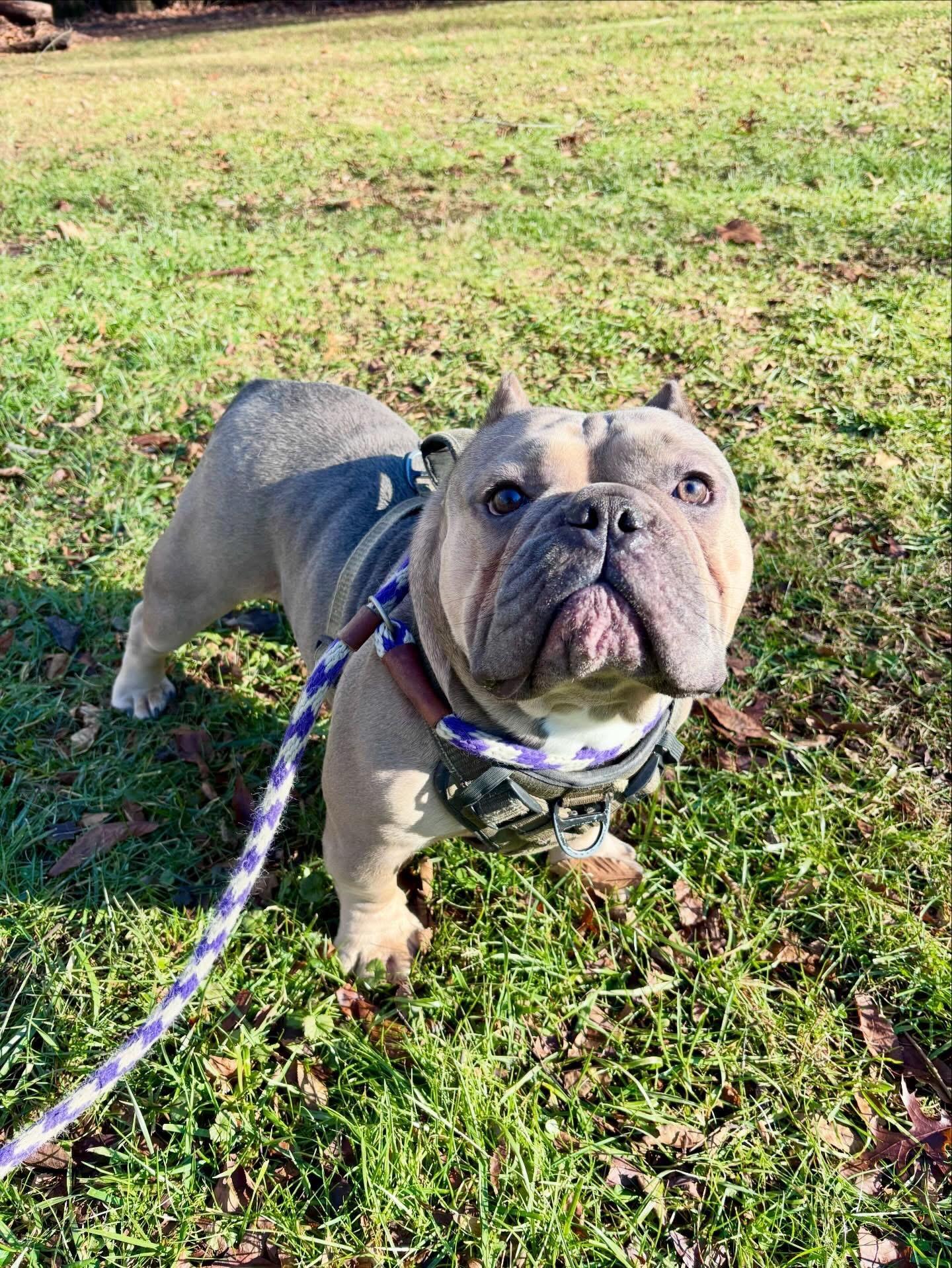 Enlarge Stumpy, a ADOPTABLE mixed breed in Colmar, PA image 5/6