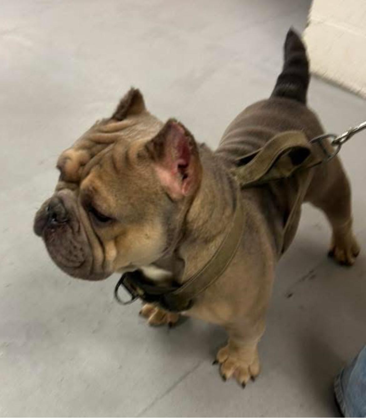 Enlarge Stumpy, a ADOPTABLE mixed breed in Colmar, PA image 2/6