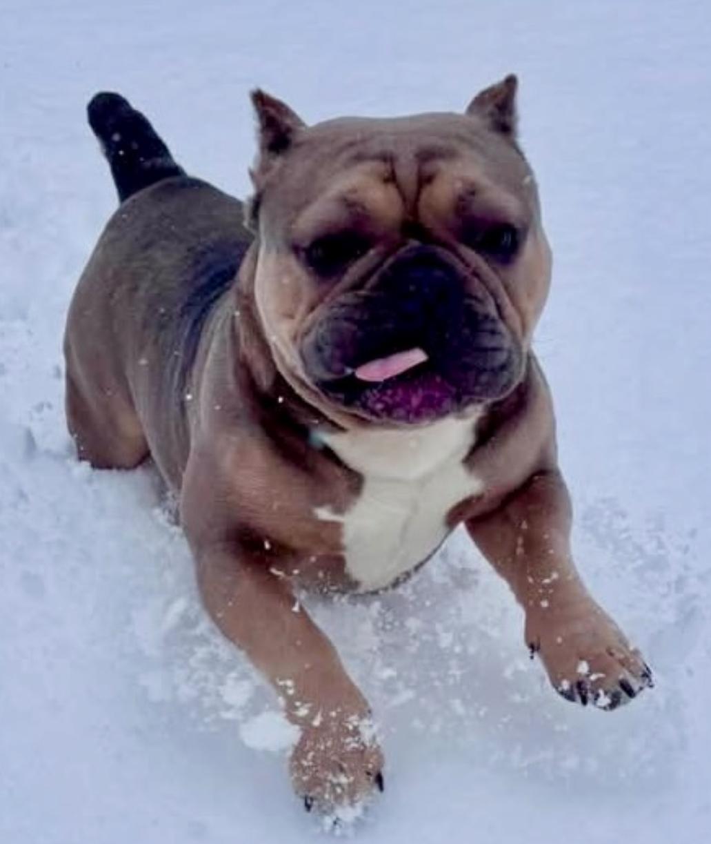 Enlarge Stumpy, an adoptable mixed breed in Colmar, PA image 1/6