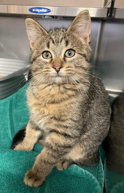 Enlarge Pugsley, a Adoptable Domestic Short Hair in Prudenville, MI image 1/1