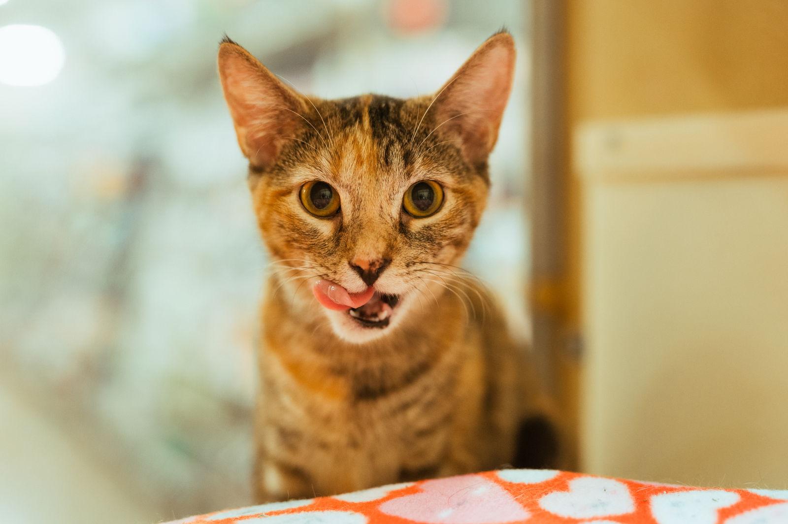 Enlarge Beep, a Adoptable Tortoiseshell in McKinney, TX image 1/3