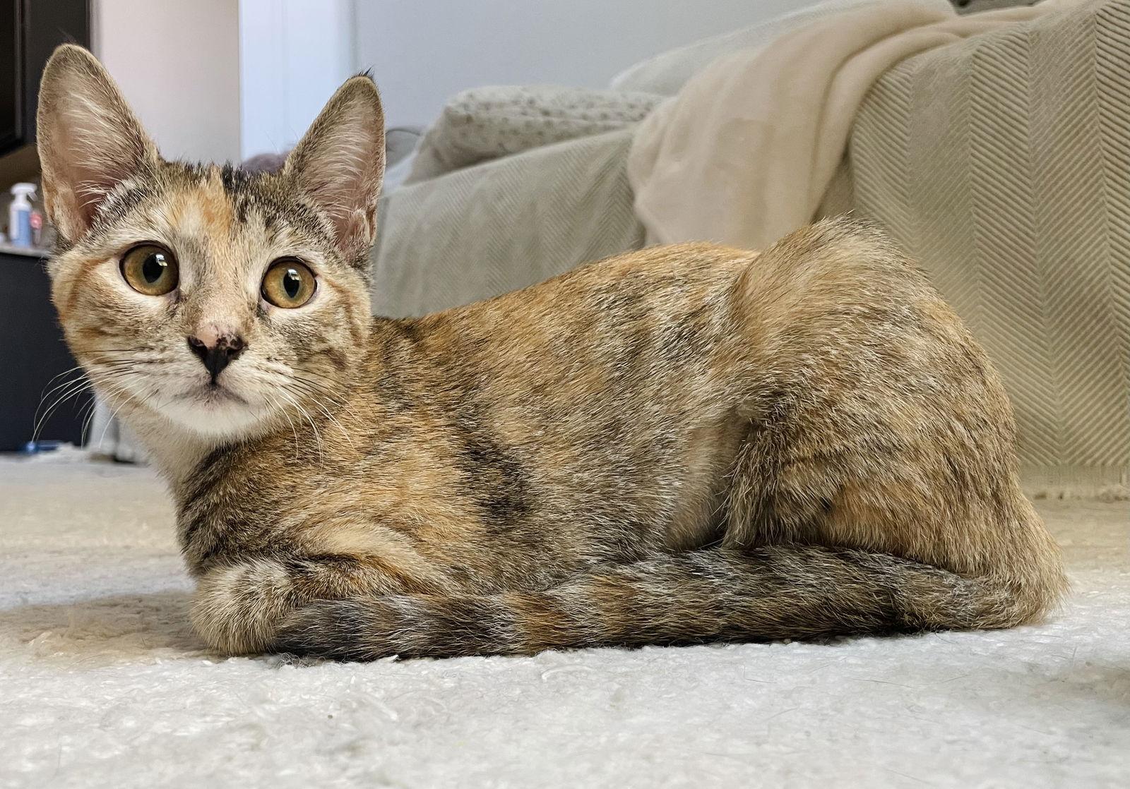 Enlarge Beep, a Adoptable Tortoiseshell in McKinney, TX image 2/3