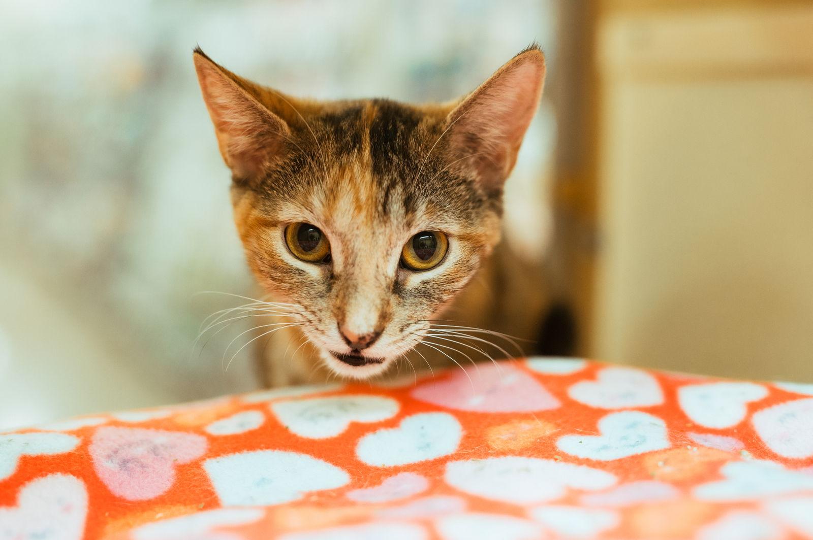 Enlarge Beep, a Adoptable Tortoiseshell in McKinney, TX image 3/3