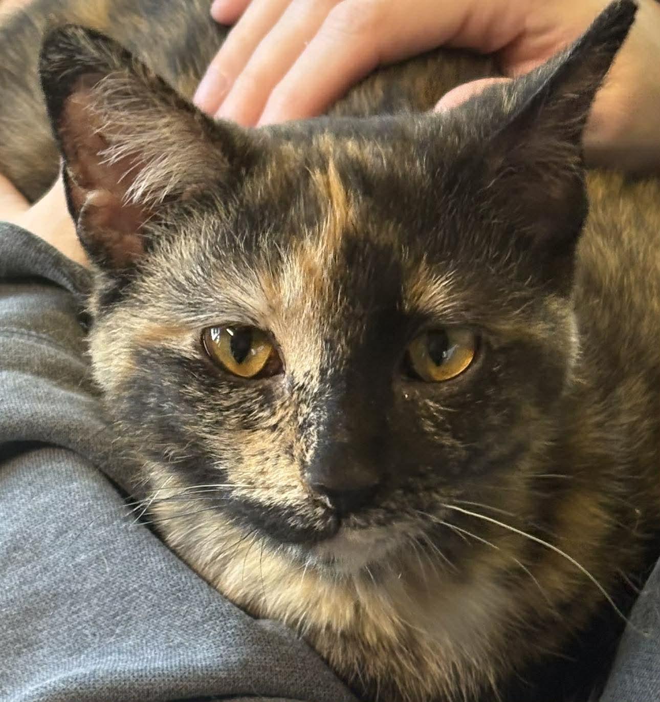 Sesame, Adoptable, Young Female Domestic Short Hair.