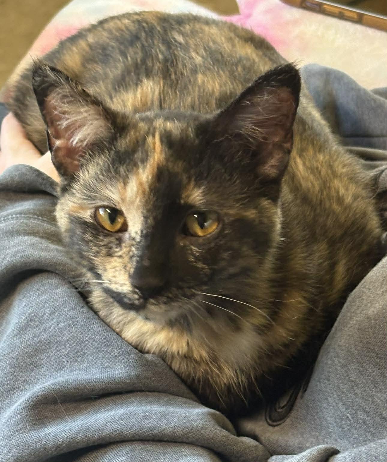 Enlarge Sesame, a Adoptable Domestic Short Hair in Dalzell, IL image 2/2