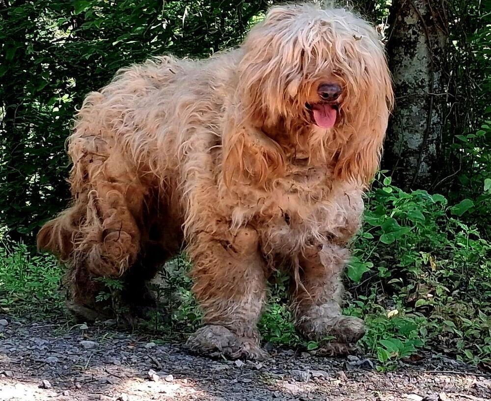Murphy, Adoptable, Adult Male Goldendoodle.