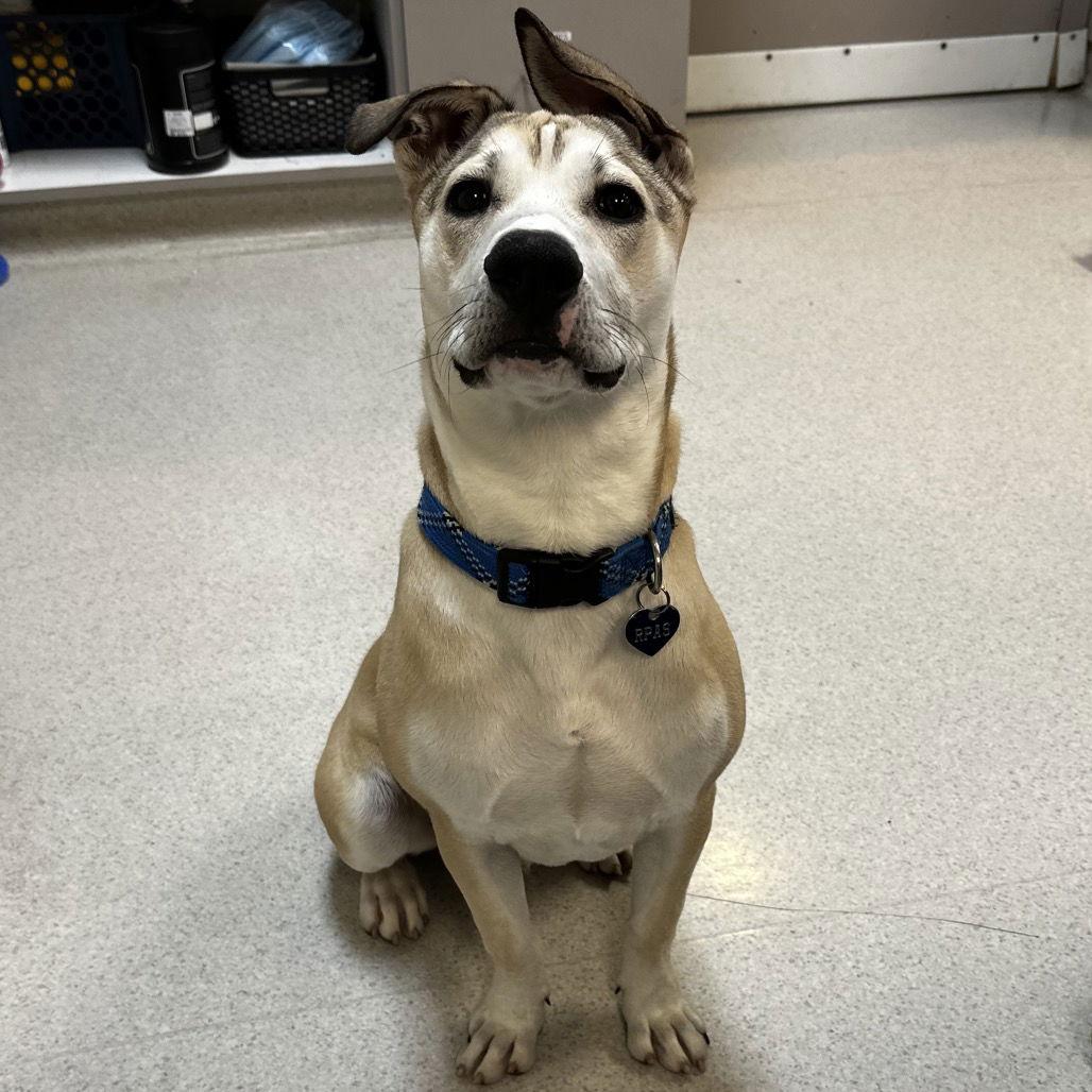 Marz, Adoptable, Young Male American Staffordshire Terrier.