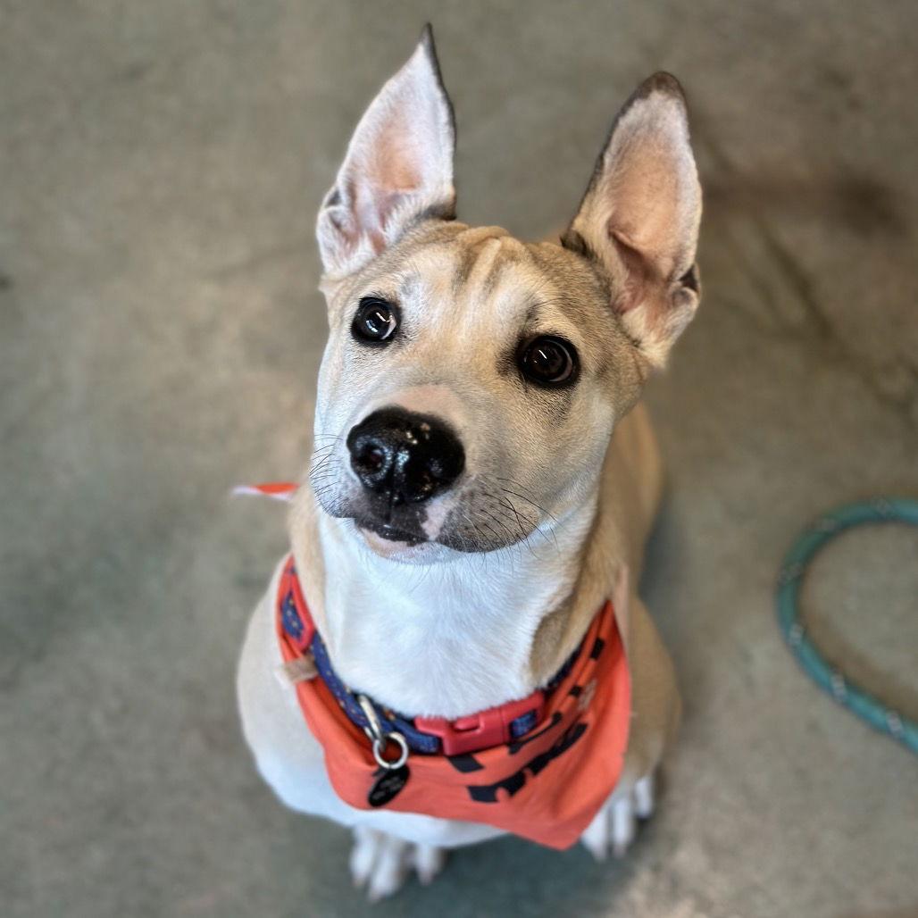 Enlarge Marz, a Adoptable American Staffordshire Terrier in Rohnert Park, CA image 2/3