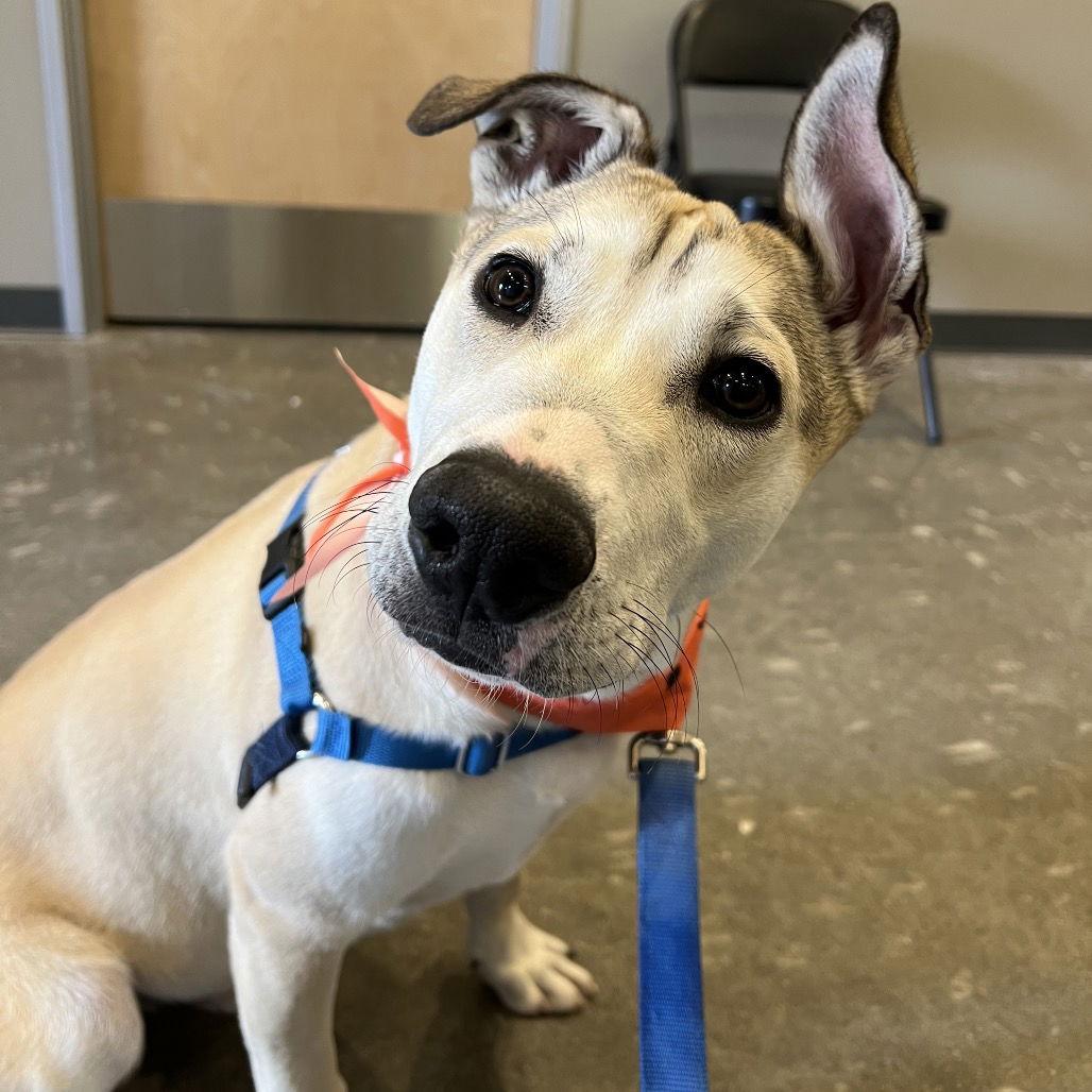 Enlarge Marz, a Adoptable American Staffordshire Terrier in Rohnert Park, CA image 3/3