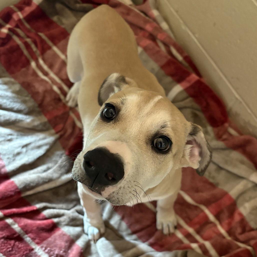 Enlarge Marz, a Adoptable American Staffordshire Terrier in Rohnert Park, CA image 1/1