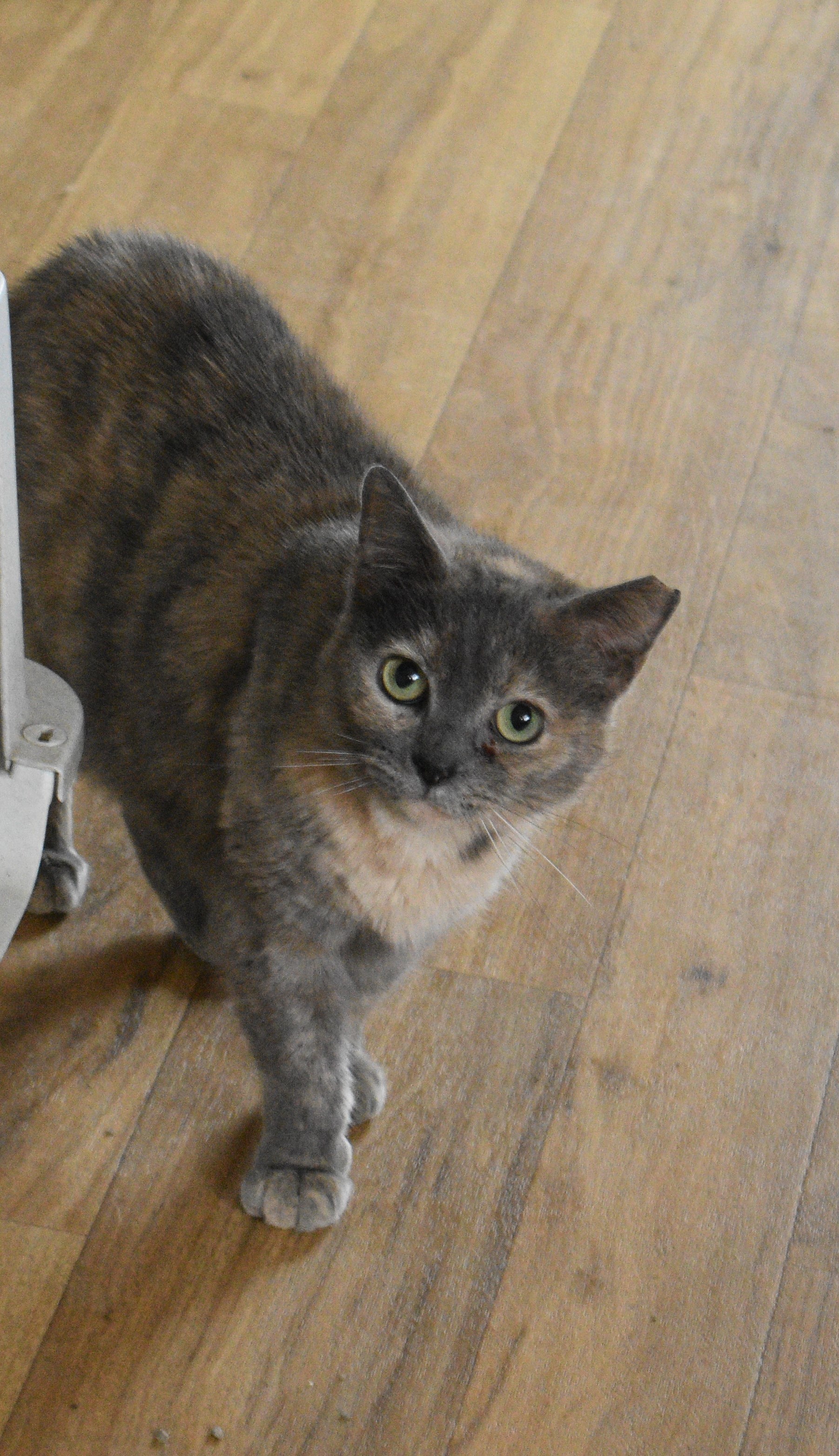 Donatella, a Adoptable mixed breed in Vine Grove, KY image 1/5