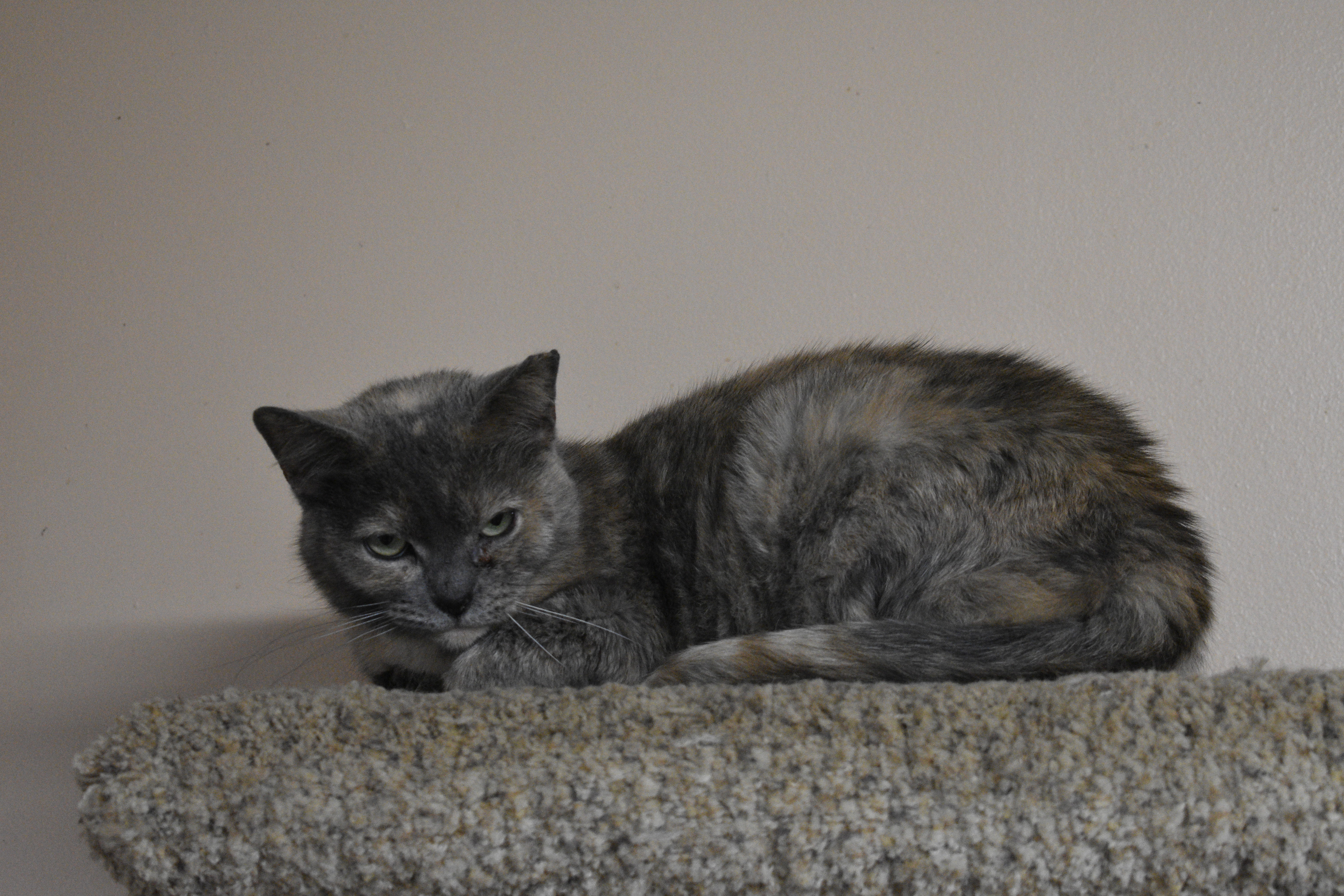 Donatella, a Adoptable mixed breed in Vine Grove, KY image 3/5