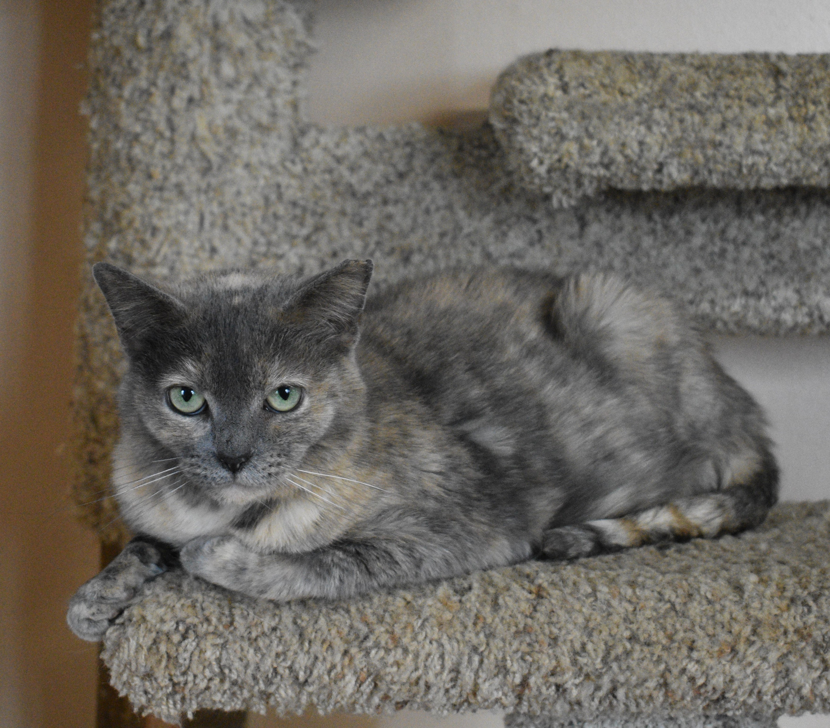 Donatella, a Adoptable mixed breed in Vine Grove, KY image 4/5