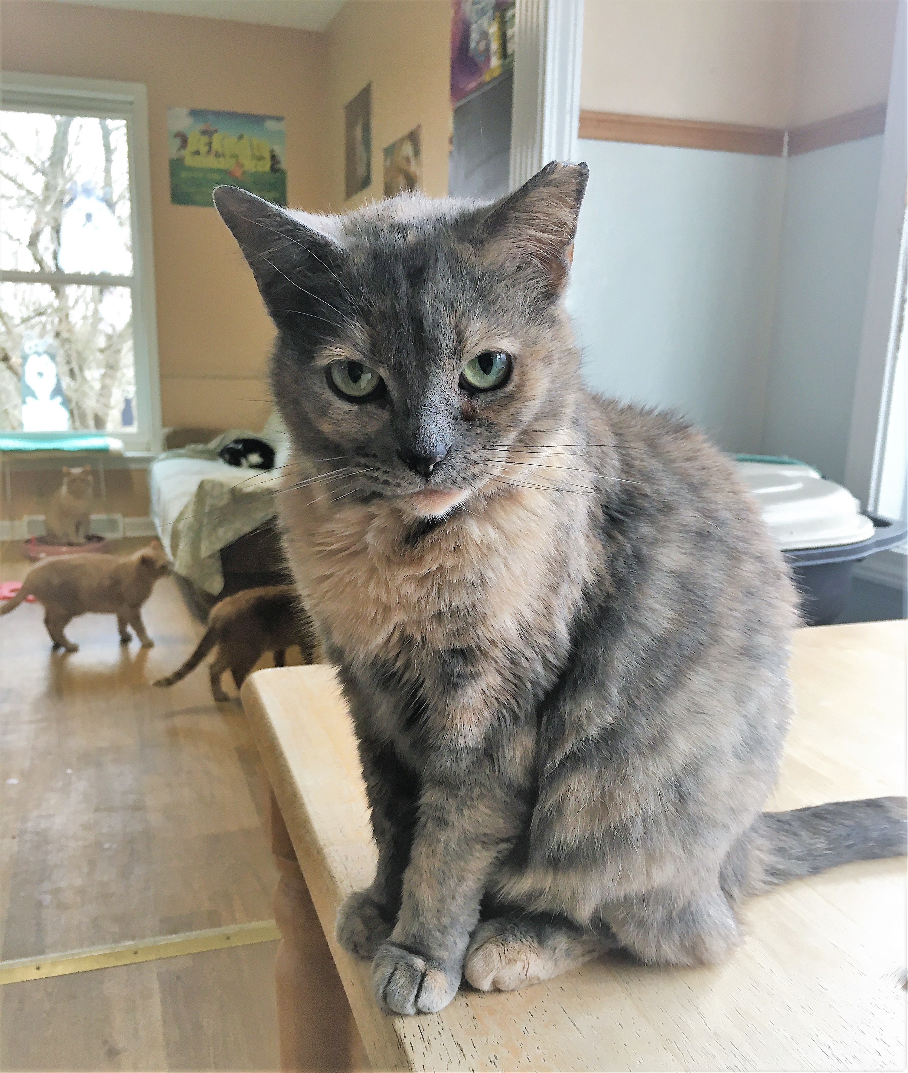 Donatella, a Adoptable mixed breed in Vine Grove, KY image 5/5