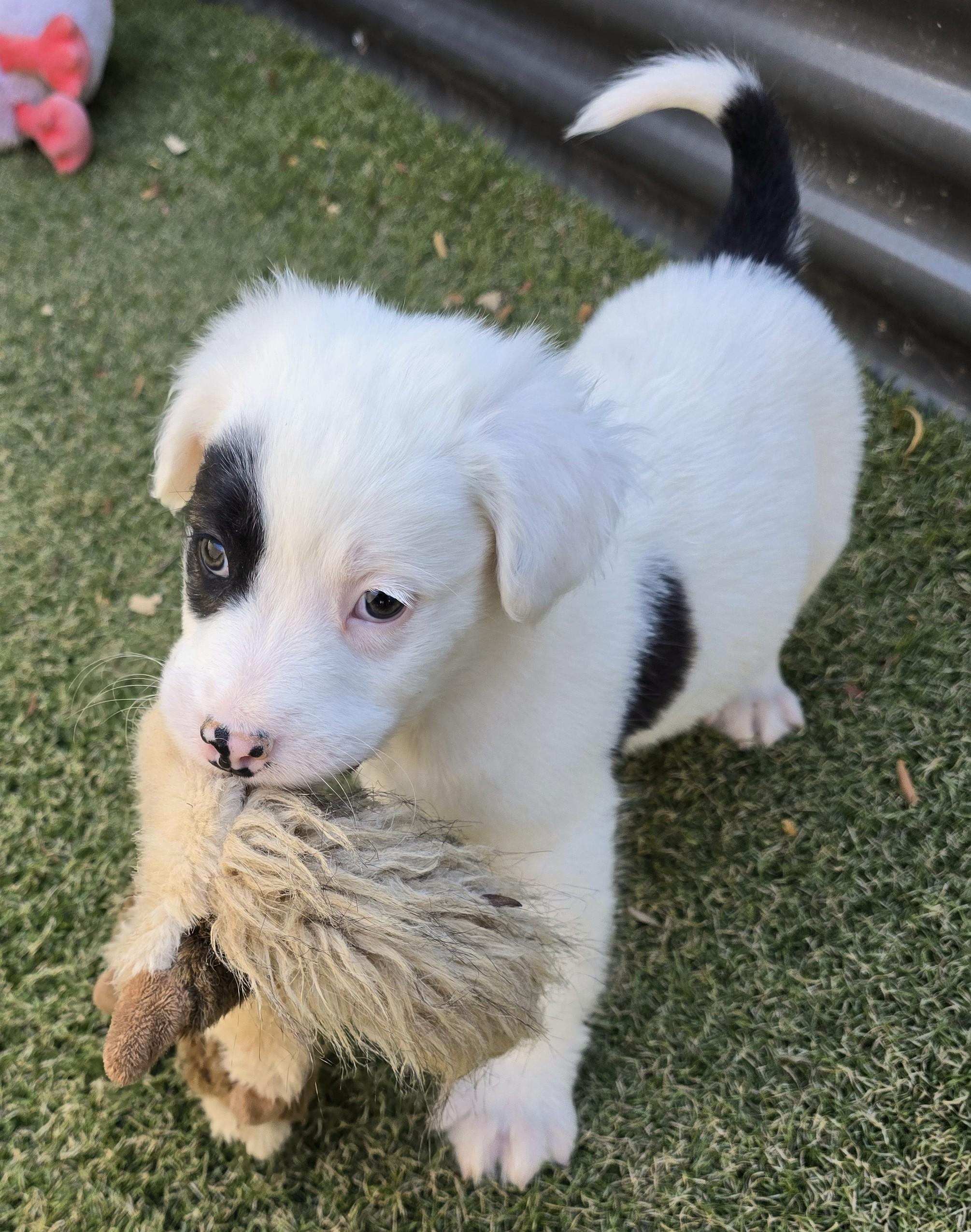 Enlarge Emperor, an adopted mixed breed in Apache Junction, AZ image 4/5