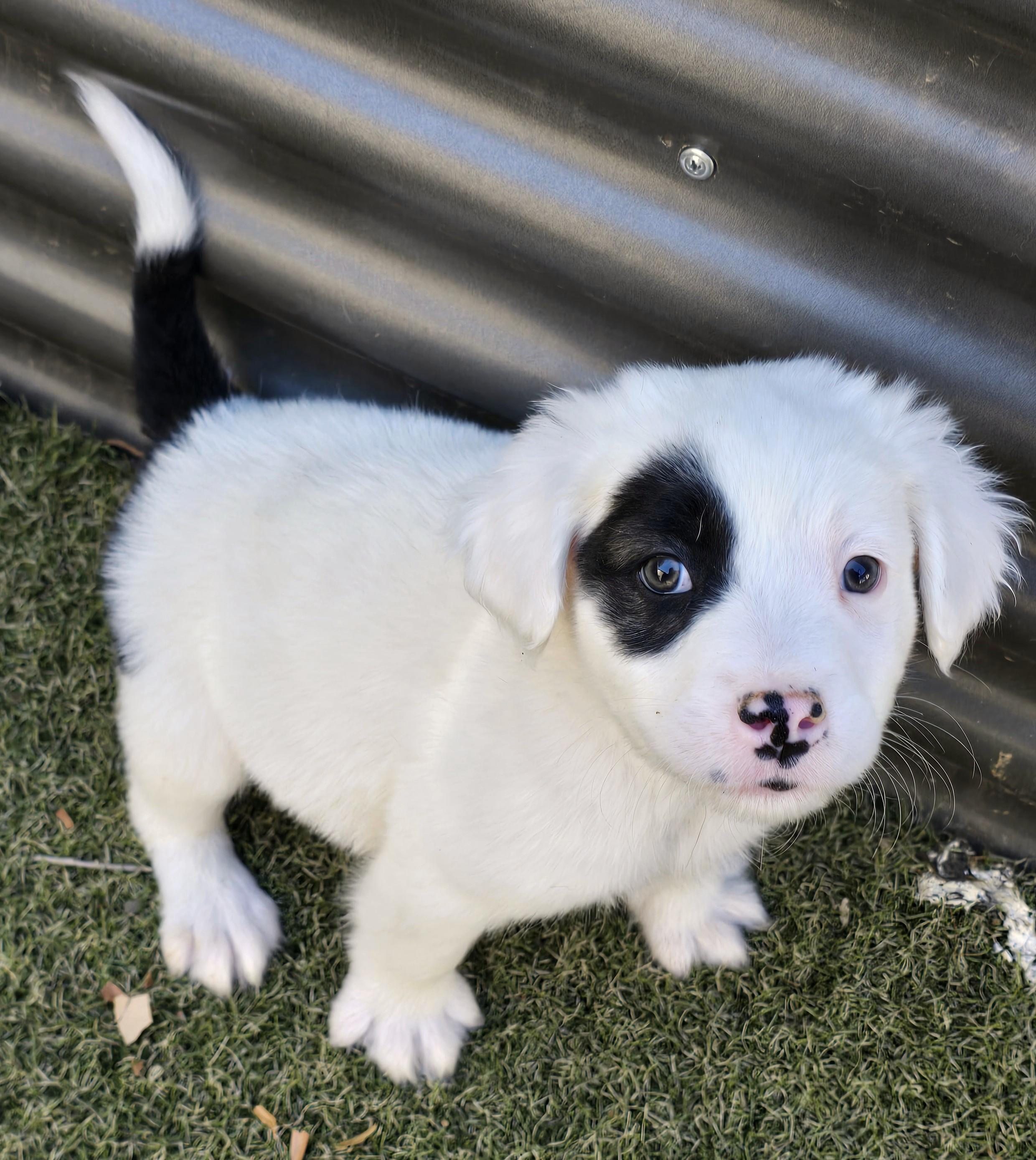 Enlarge Emperor, an adopted mixed breed in Apache Junction, AZ image 1/5