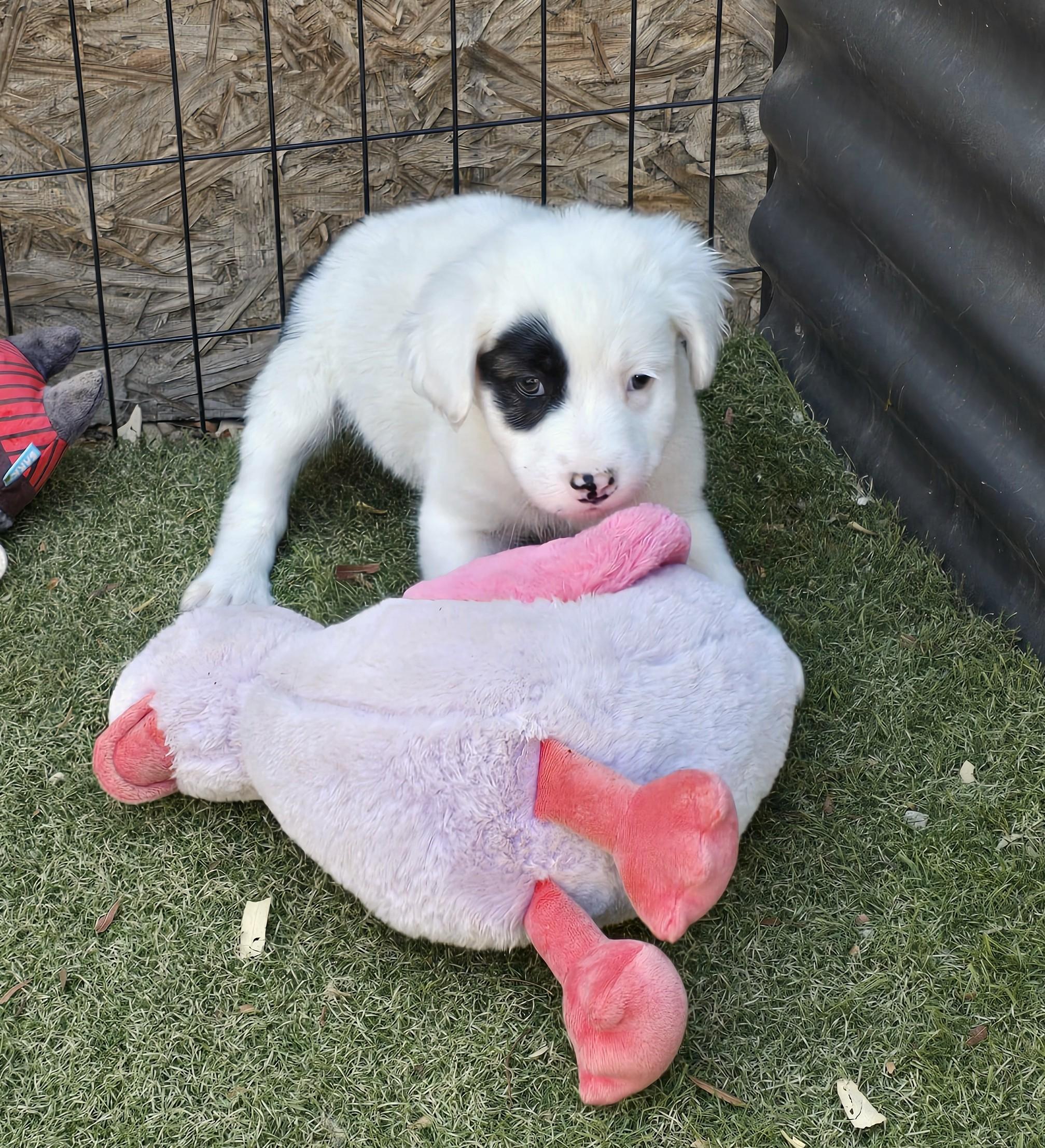 Enlarge Emperor, an adopted mixed breed in Apache Junction, AZ image 5/5