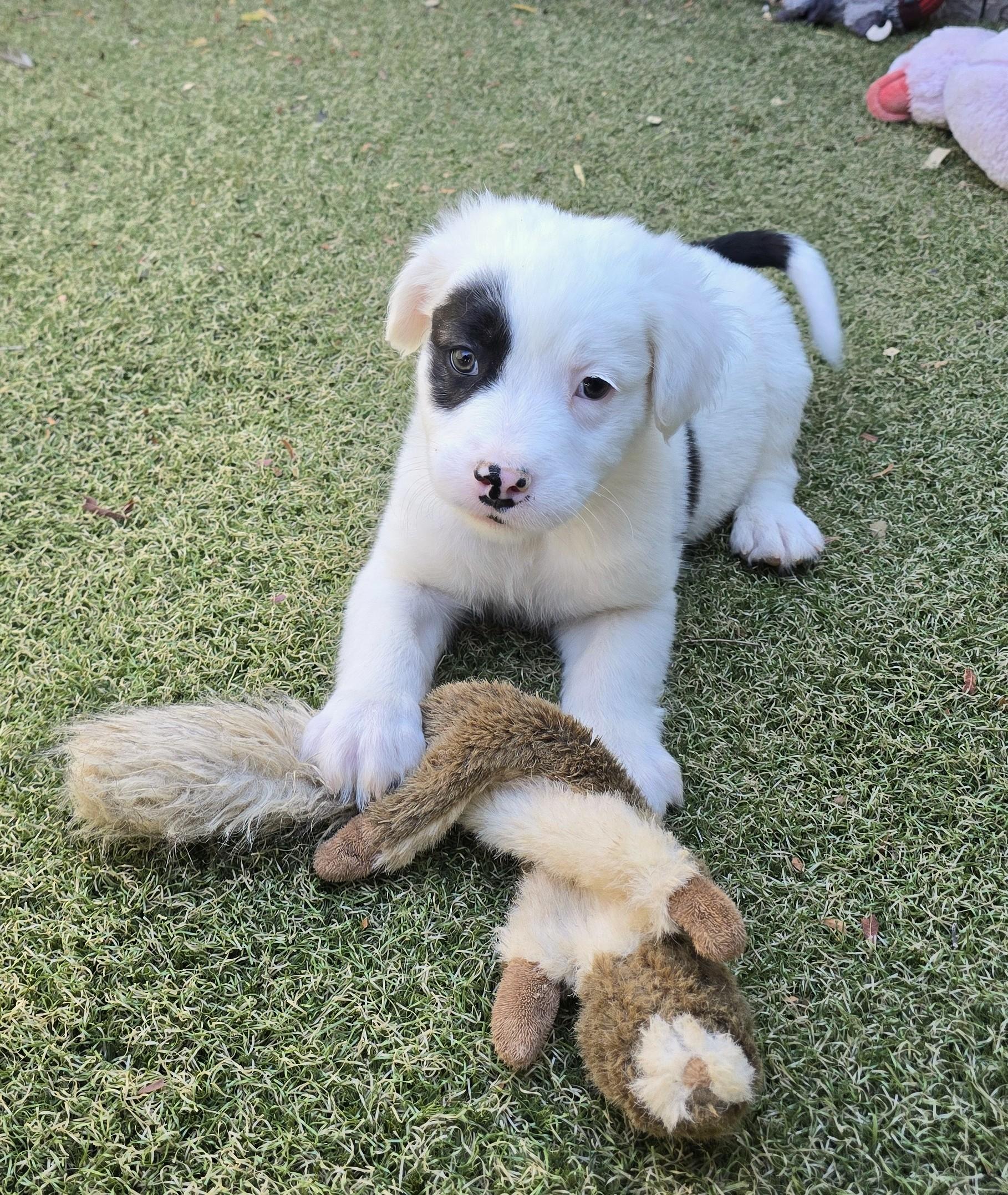 Enlarge Emperor, an adopted mixed breed in Apache Junction, AZ image 2/5