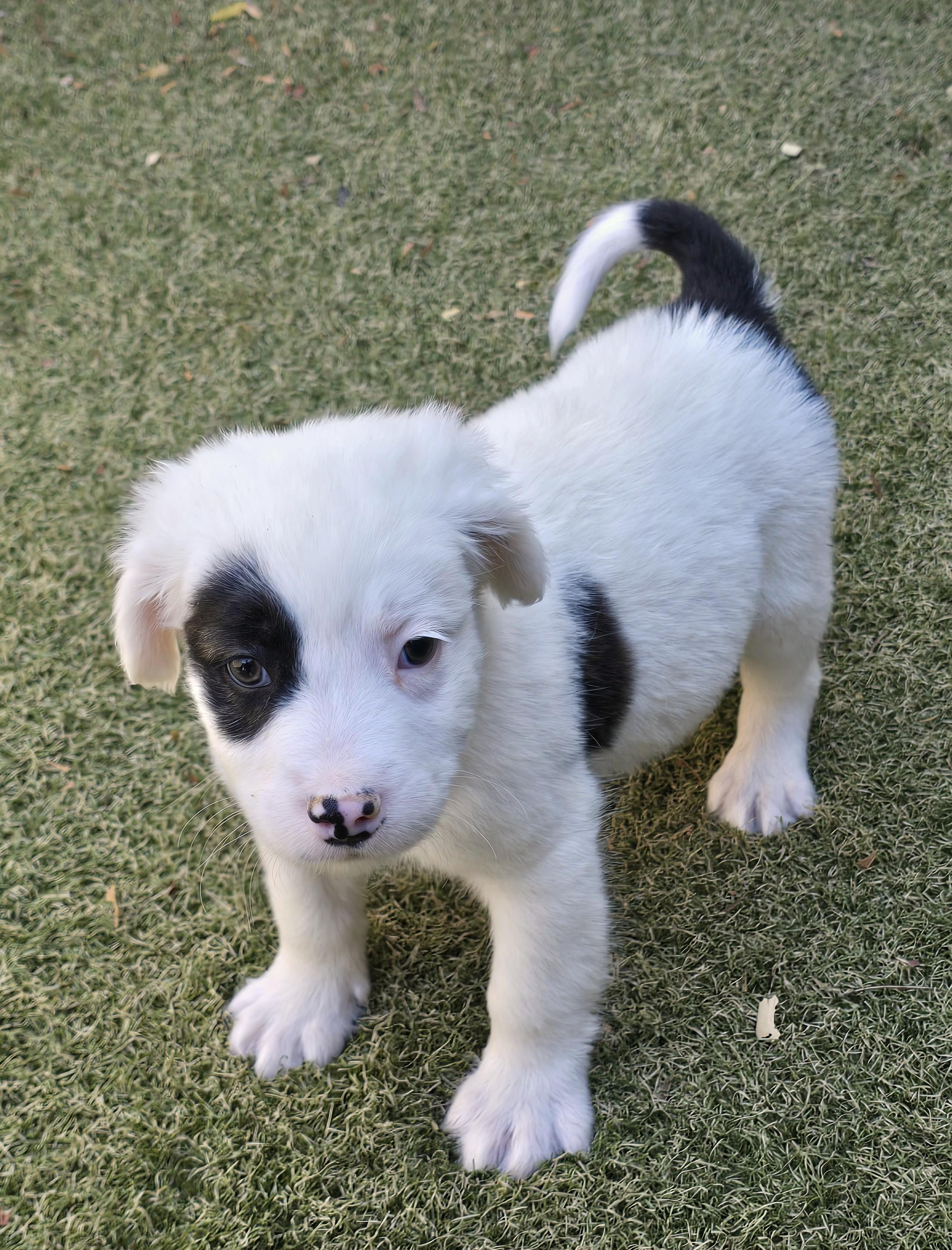 Enlarge Emperor, an adopted mixed breed in Apache Junction, AZ image 3/5