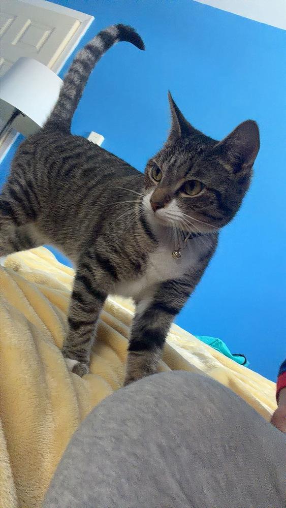 Enlarge Symphony, a Adoptable American Shorthair in Wolcott, CT image 1/5