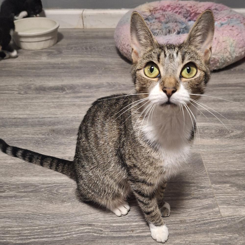 Symphony, Adoptable, Young Female American Shorthair.