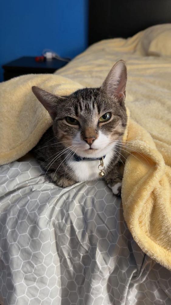 Enlarge Symphony, a Adoptable American Shorthair in Wolcott, CT image 5/5