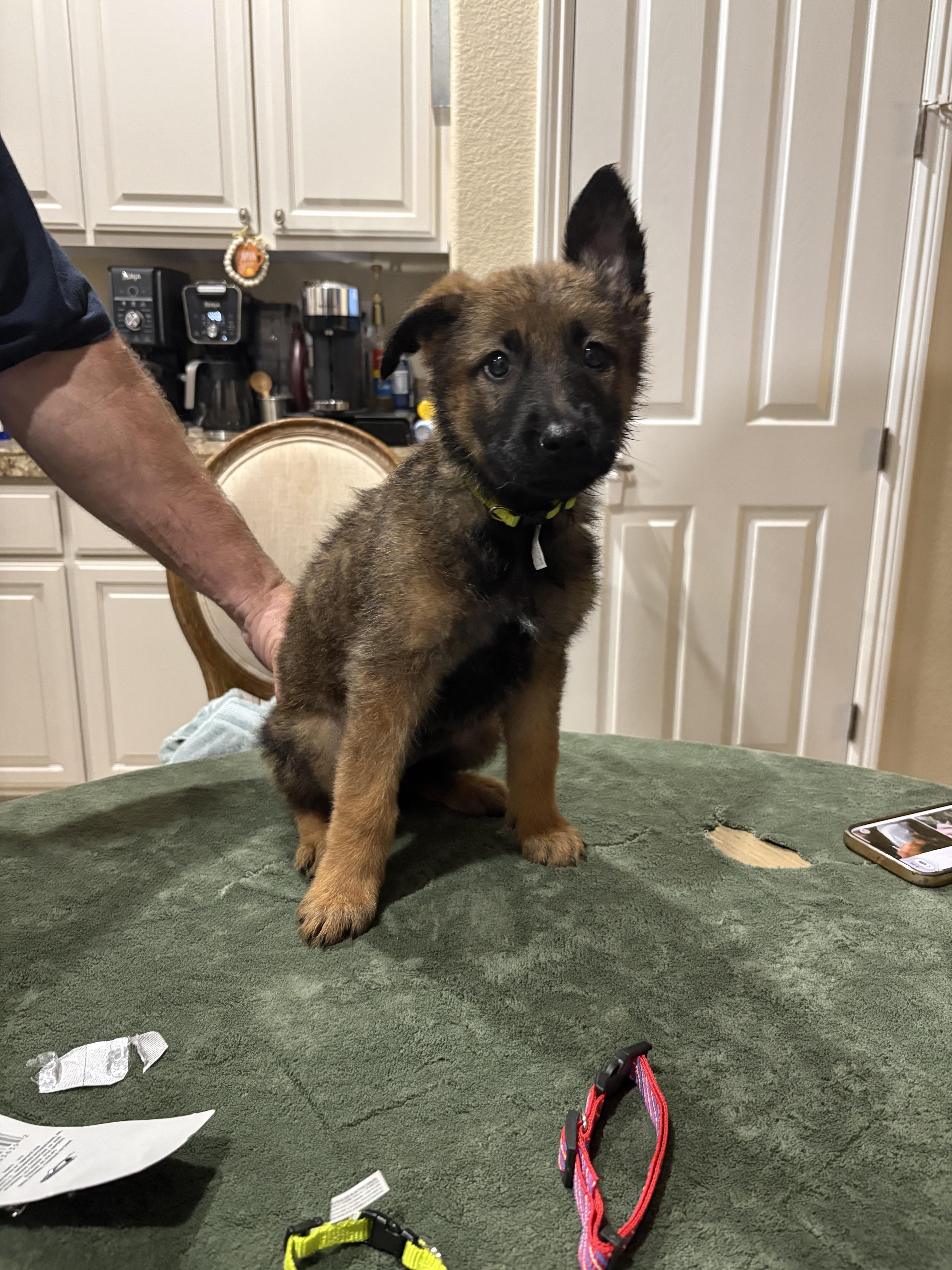 Misty, Adoptable, Puppy Female German Shepherd Dog.