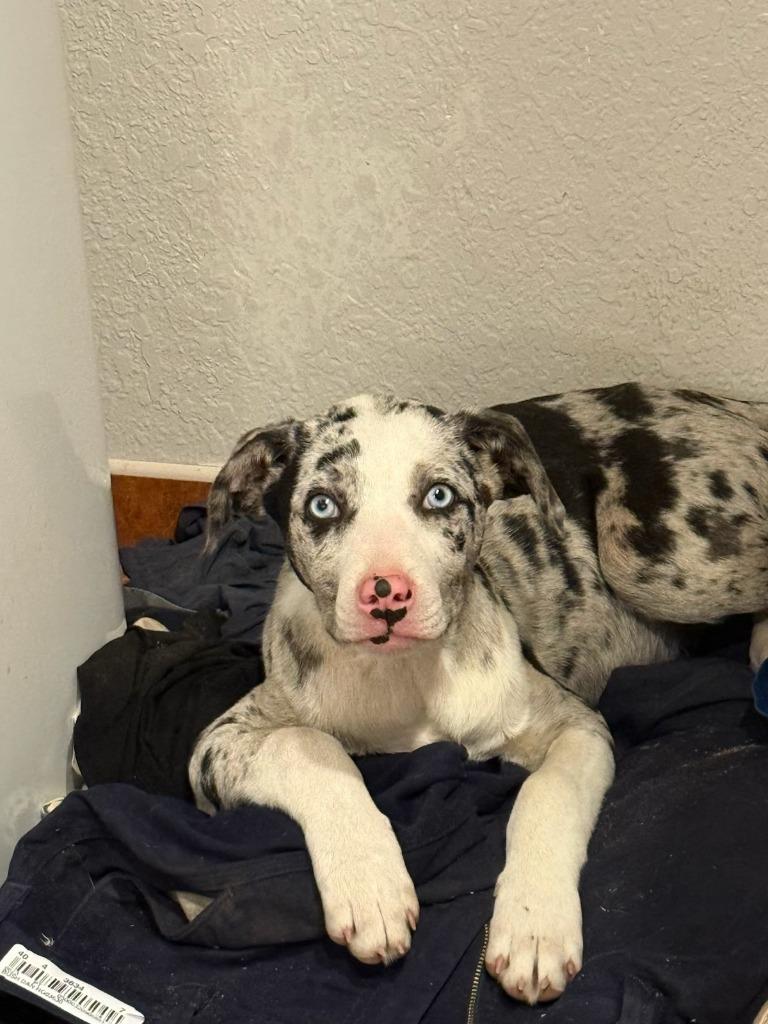 Comstock, Adoptable, Puppy Male Catahoula Leopard Dog.