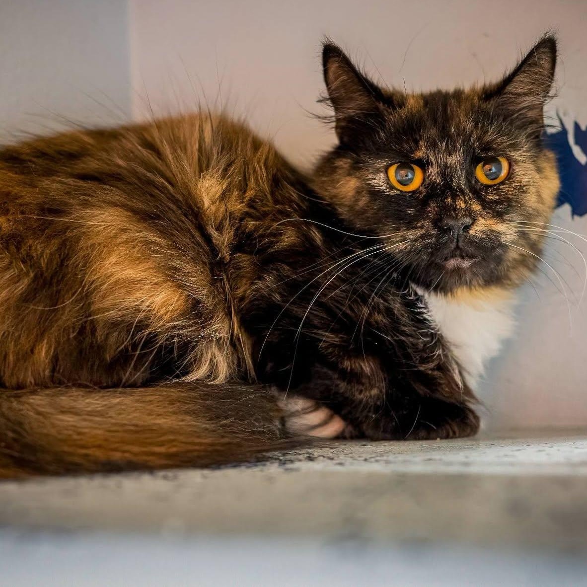Enlarge Bellatrix (extremely shy), a Adoptable mixed breed in HANSON, MA image 1/2