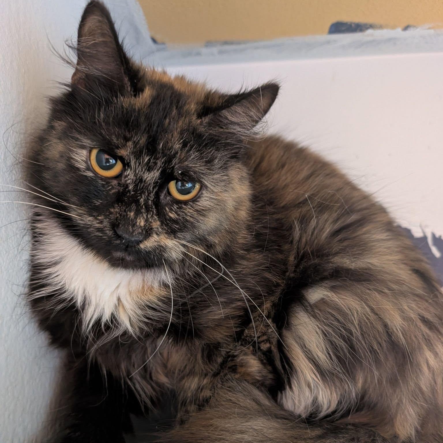 Enlarge Bellatrix (extremely shy), a Adoptable mixed breed in HANSON, MA image 2/2