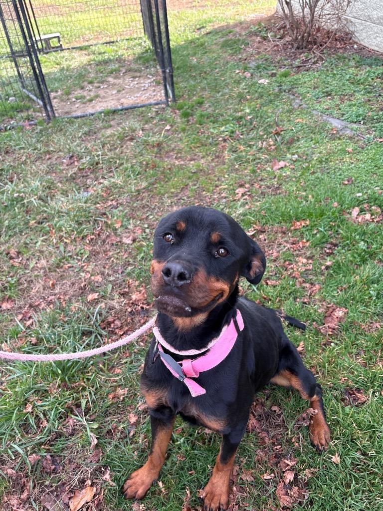 PRADA, Adoptable, Young Female Rottweiler & Labrador Retriever.
