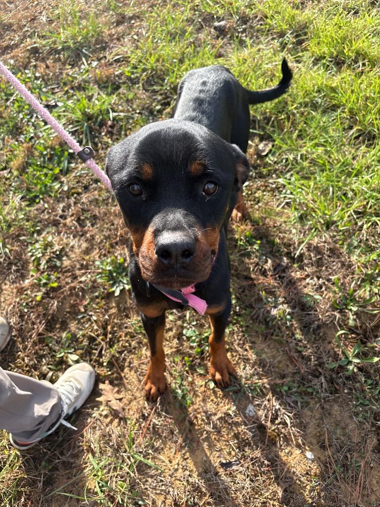 Enlarge PRADA, a Adoptable mixed breed in Crossville, TN image 3/3