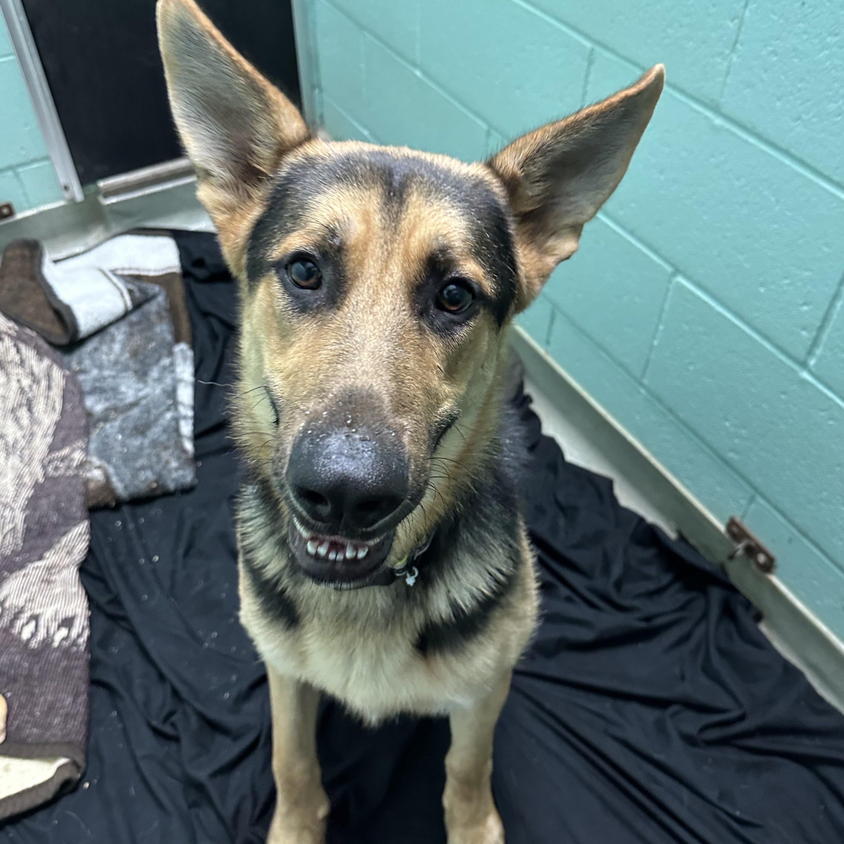 Hashtag, an adoptable German Shepherd Dog in Iron River, MI, 49935 | Photo Image 1